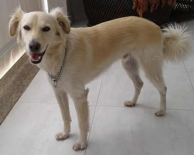 Cachorro ra a SRD idade 1 ano nome TECO