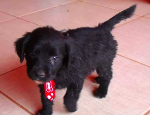 Cachorro ra a NÃO DEFINIDA idade 2 a 6 meses nome TEDDY