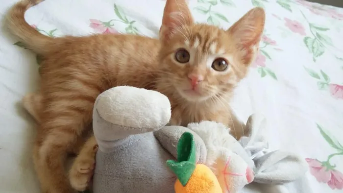 Gato raça Não Definida idade Abaixo de 2 meses nome Rony