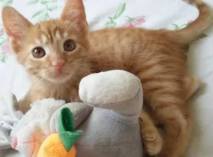Gato raça Não Definida idade Abaixo de 2 meses nome Rony