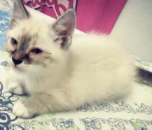Gato raça Siamês idade 2 a 6 meses nome Mila