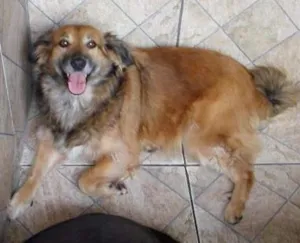 Cachorro raça SRD idade 3 anos nome Maia