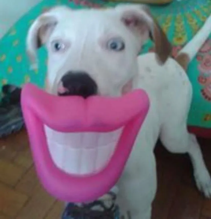 Cachorro ra a Vira lata idade 7 a 11 meses nome Turquesa