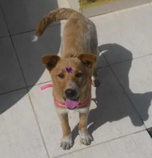 Cachorro raça SRD  idade 2 a 6 meses nome Frida