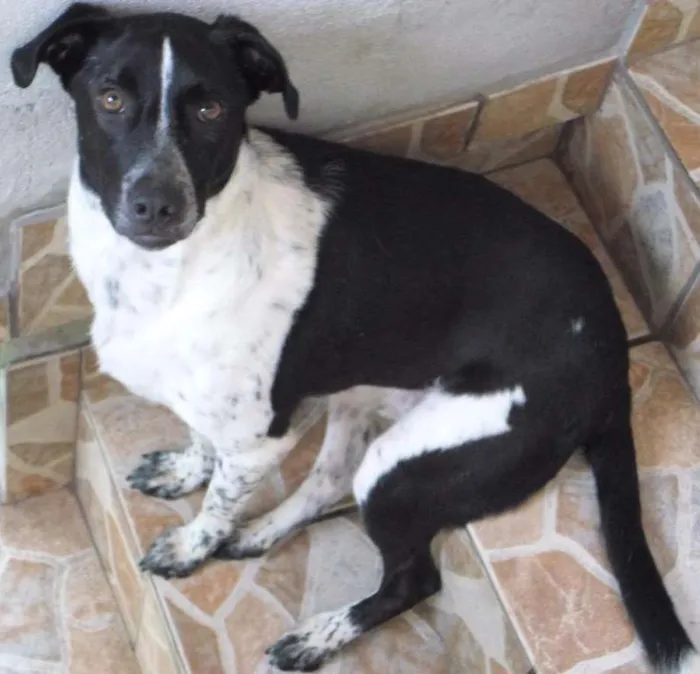 Cachorro ra a SRD idade 2 anos nome Robinho