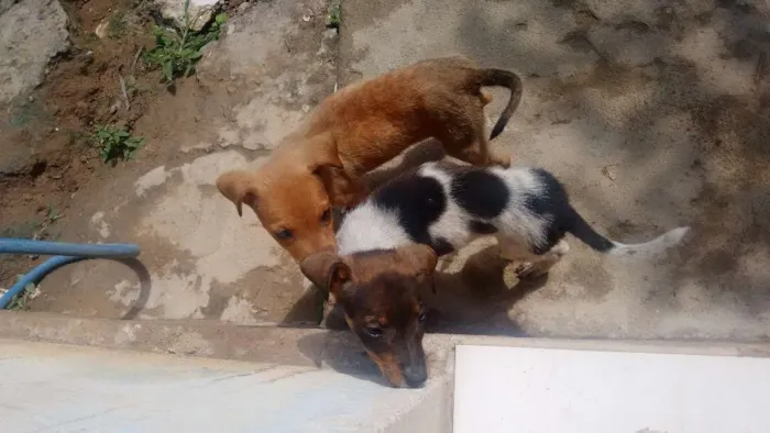 Cachorro raça Mestiço  idade 2 a 6 meses nome Mel e sol 