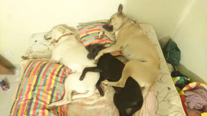 Cachorro ra a SRD idade 7 a 11 meses nome Lua
