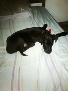 Cachorro ra a Não sei idade 7 a 11 meses nome Tupan