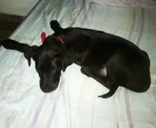Cachorro ra a Não sei idade 7 a 11 meses nome Tupan