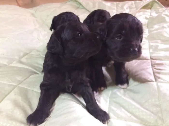 Cachorro ra a SRD idade Abaixo de 2 meses nome SEM NOME