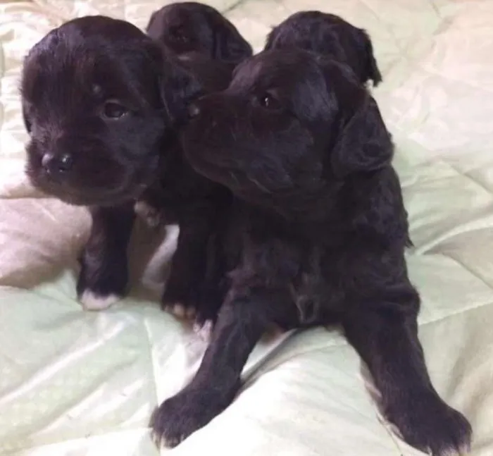 Cachorro ra a SRD idade Abaixo de 2 meses nome SEM NOME