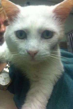 Gato raça  idade 2 anos nome Gatinho branco