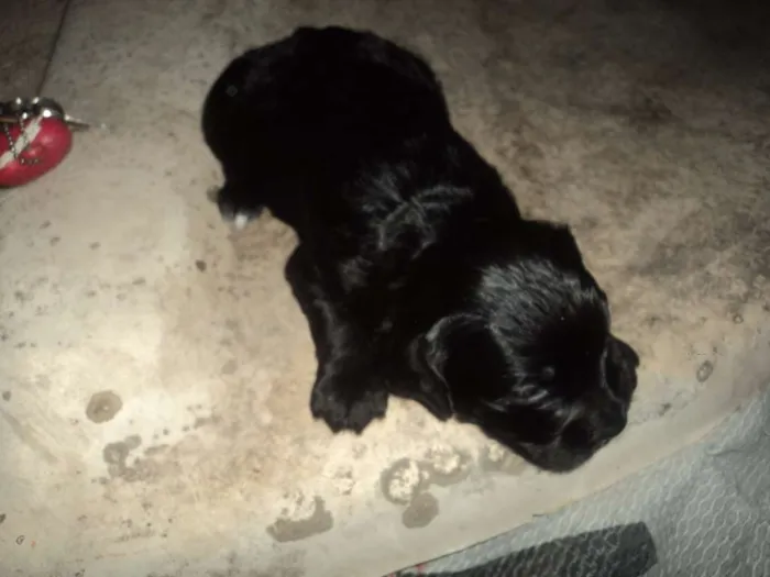 Cachorro ra a SRD idade Abaixo de 2 meses nome SEM NOME