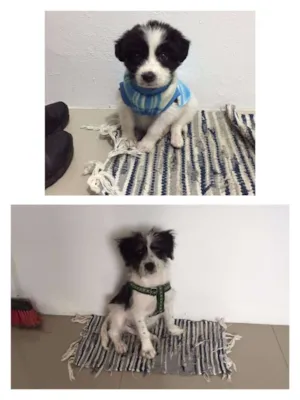 Cachorro raça SRD idade 2 a 6 meses nome google