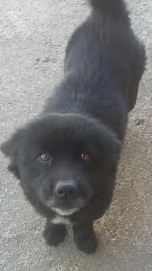 Cachorro raça Srd idade 4 anos nome Cindy
