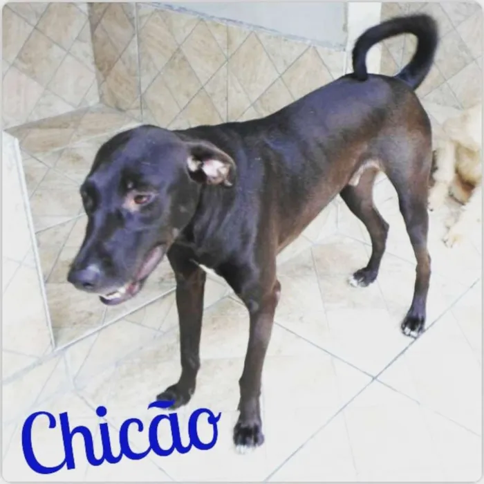 Cachorro ra a srd idade 2 anos nome Chicão