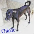 Chicão