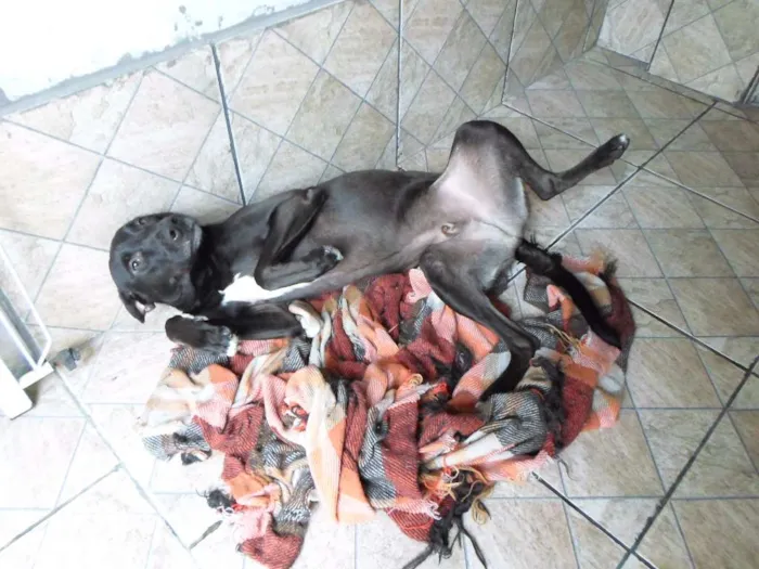 Cachorro ra a srd idade 2 anos nome Chicão