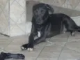 Chicão