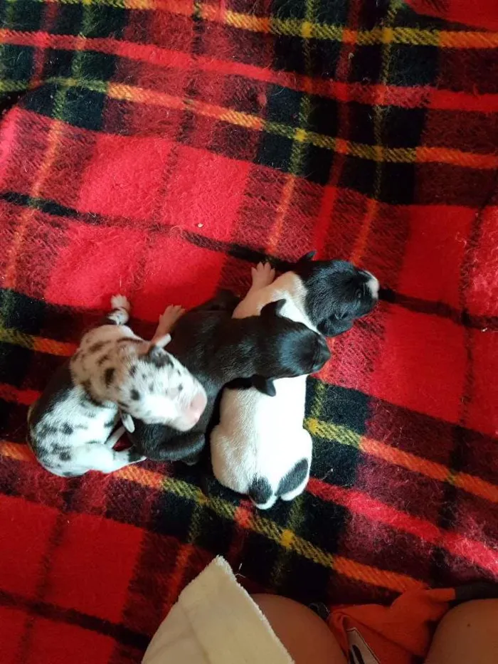 Cachorro ra a Weimaraner com Vira lata idade Abaixo de 2 meses nome Filhotes lindos