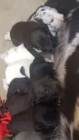 Filhotes lindos