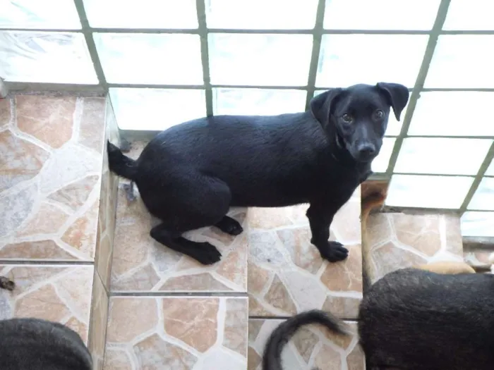 Cachorro raça Srd idade 2 a 6 meses nome Maria Rosa