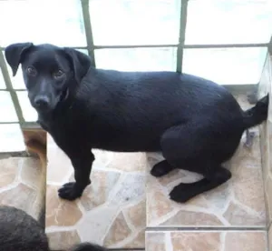 Cachorro raça Srd idade 2 a 6 meses nome Maria Rosa