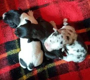 Cachorro raça Weimaraner com Vira lata idade Abaixo de 2 meses nome Filhotes lindos