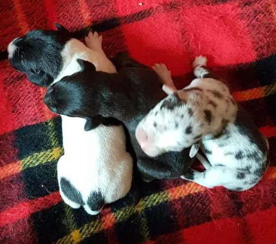 Cachorro ra a Weimaraner com Vira lata idade Abaixo de 2 meses nome Filhotes lindos