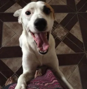 Cachorro raça Vira lata  idade  nome Bob