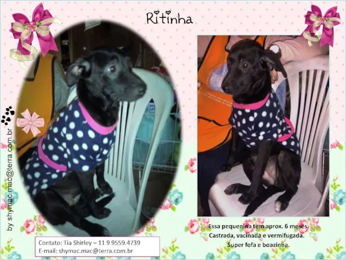Cachorro ra a SRD idade 2 a 6 meses nome Ritinha