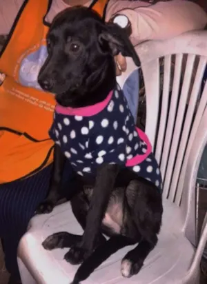 Cachorro raça SRD idade 2 a 6 meses nome Ritinha