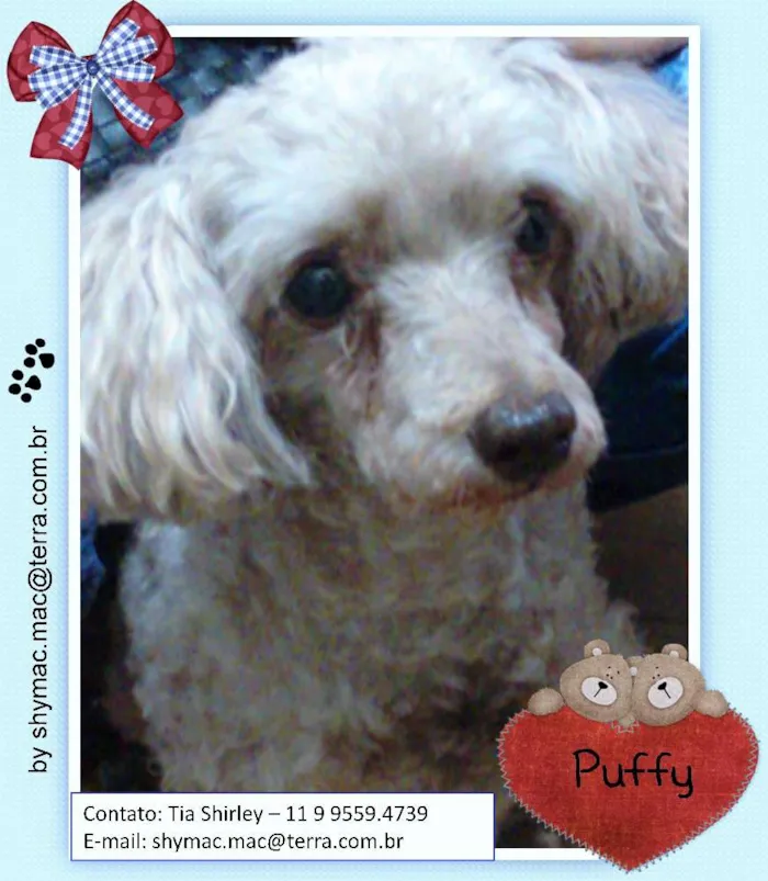 Cachorro ra a Poodle idade 4 anos nome Puffy