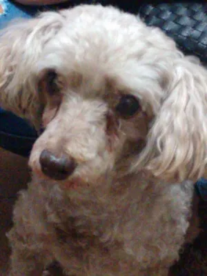 Cachorro raça Poodle idade 4 anos nome Puffy