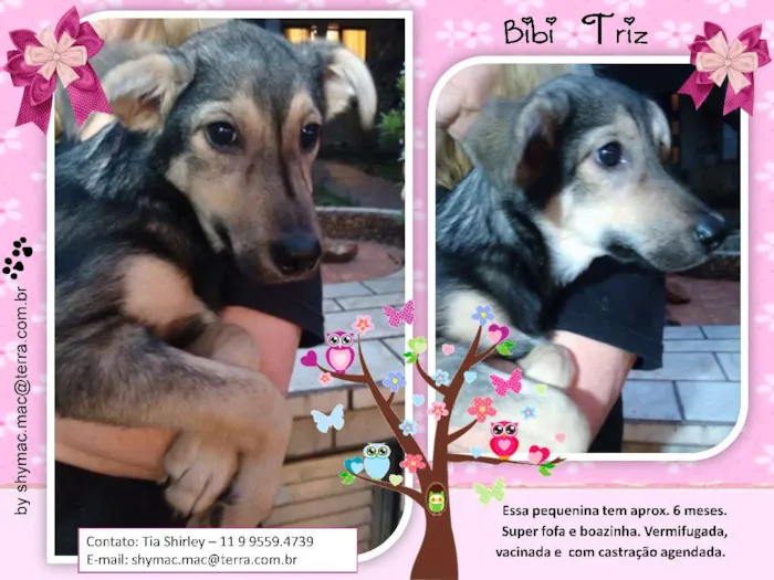 Cachorro ra a SRD idade 2 a 6 meses nome Bibi