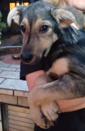 Cachorro raça SRD idade 2 a 6 meses nome Bibi