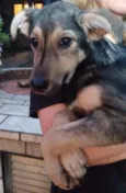 Bibi