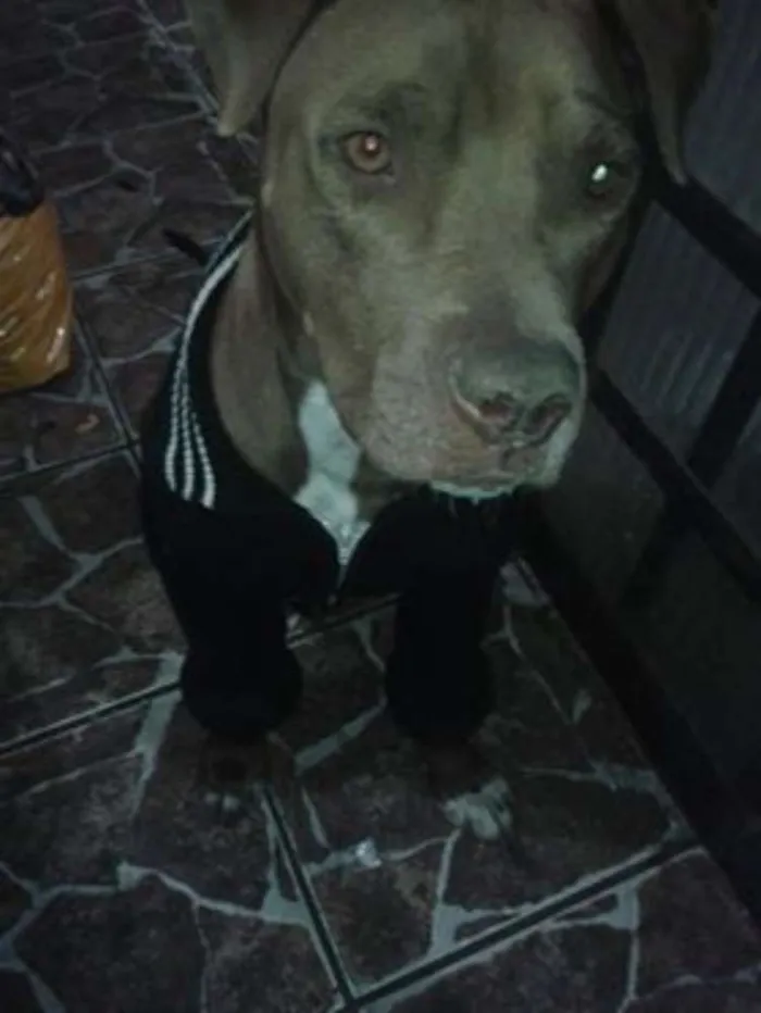 Cachorro ra a Pitbull idade 2 anos nome Kitana