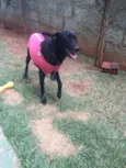 Vick