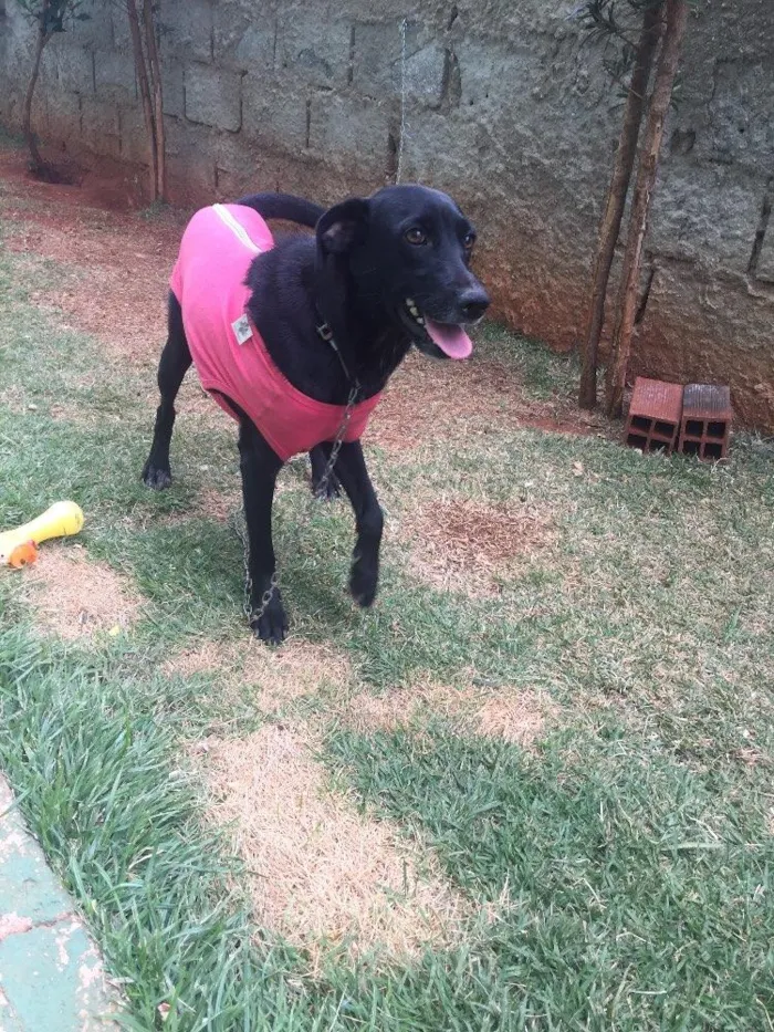 Cachorro ra a SRD  idade 2 anos nome Vick