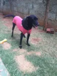 Vick