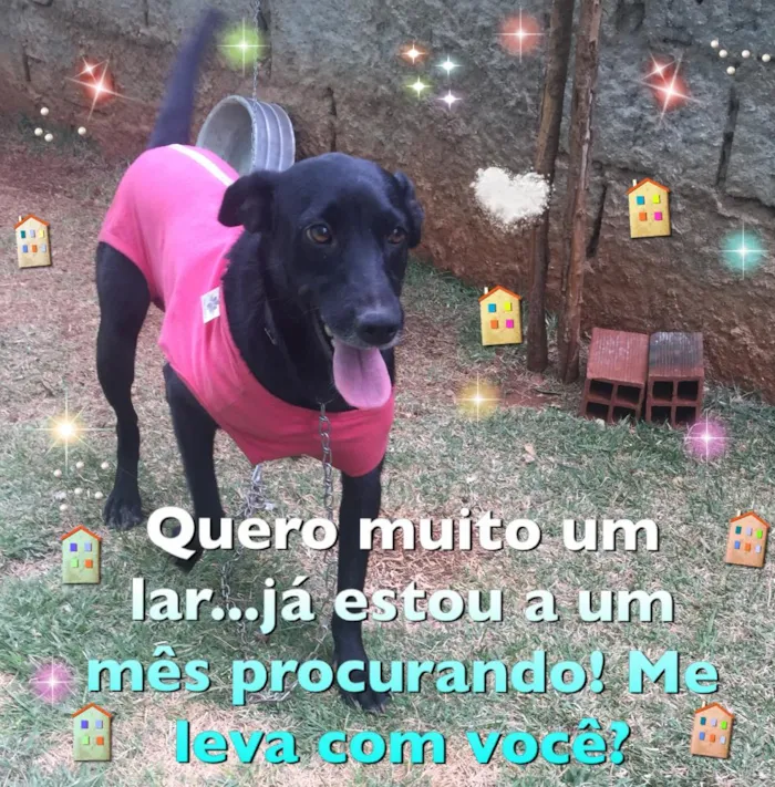Cachorro ra a SRD  idade 2 anos nome Vick