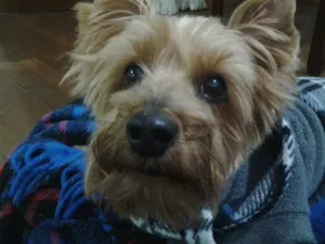 Cachorro raça Yorkshire  idade 6 ou mais anos nome Mick