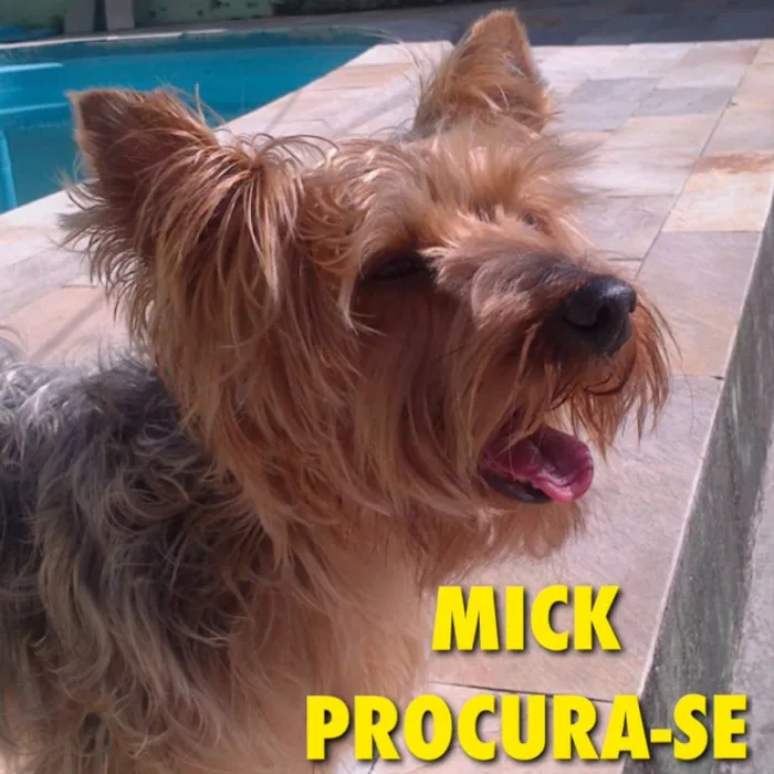 Cachorro ra a Yorkshire  idade 6 ou mais anos nome Mick