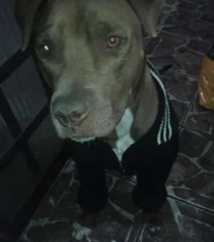 Cachorro raça Pitbull idade 2 anos nome Kitana