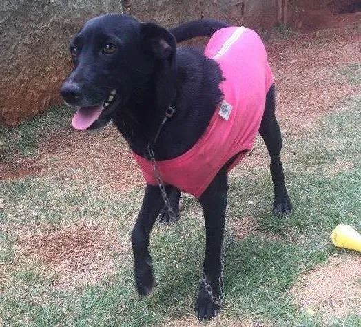 Cachorro ra a SRD  idade 2 anos nome Vick