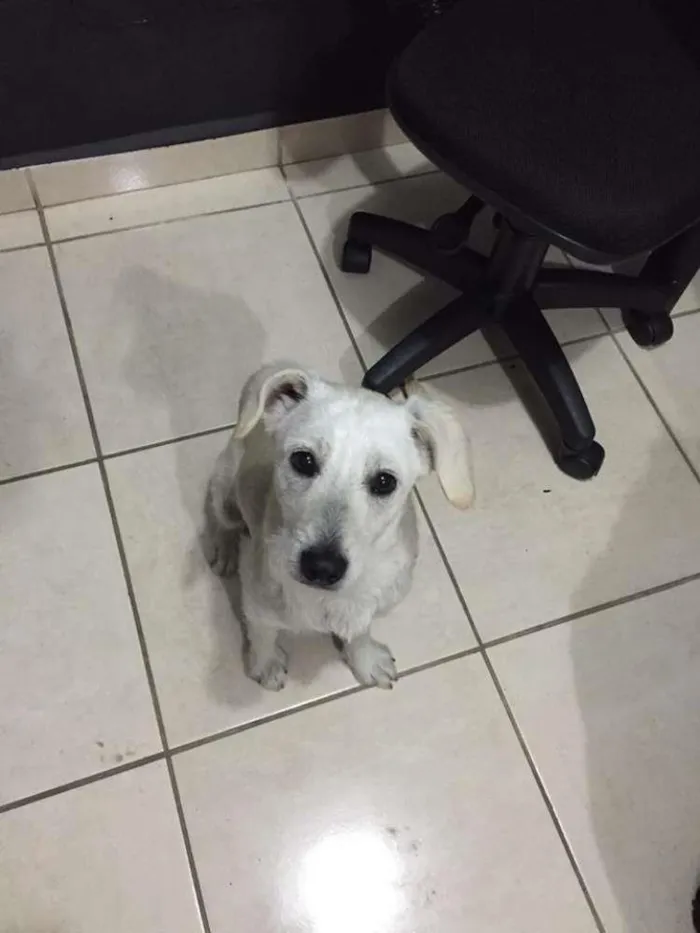 Cachorro ra a SRD idade 1 ano nome Coragem, 11 meses