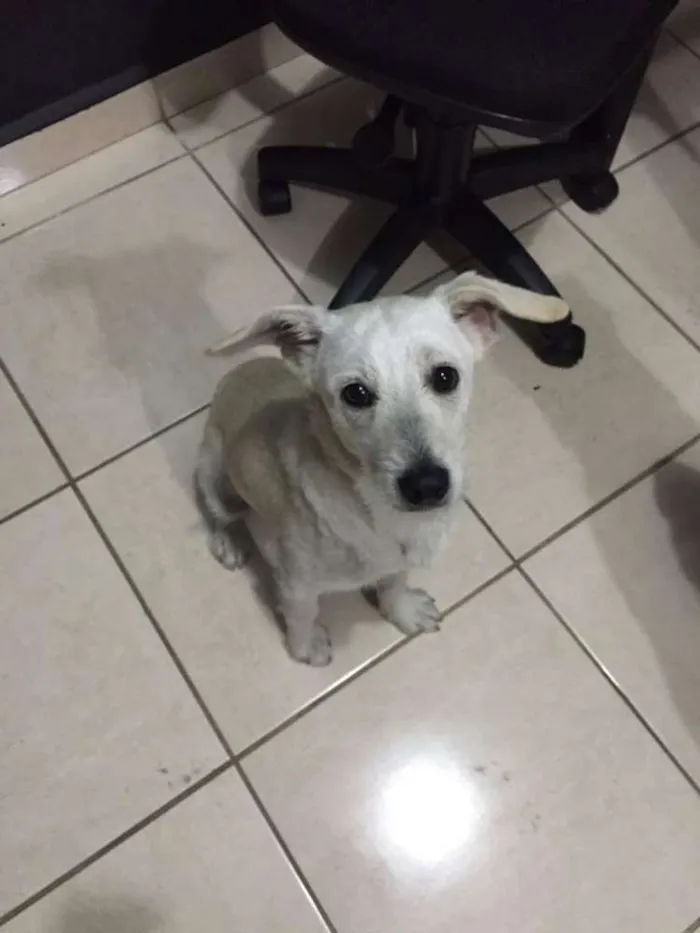 Cachorro ra a SRD idade 1 ano nome Coragem, 11 meses