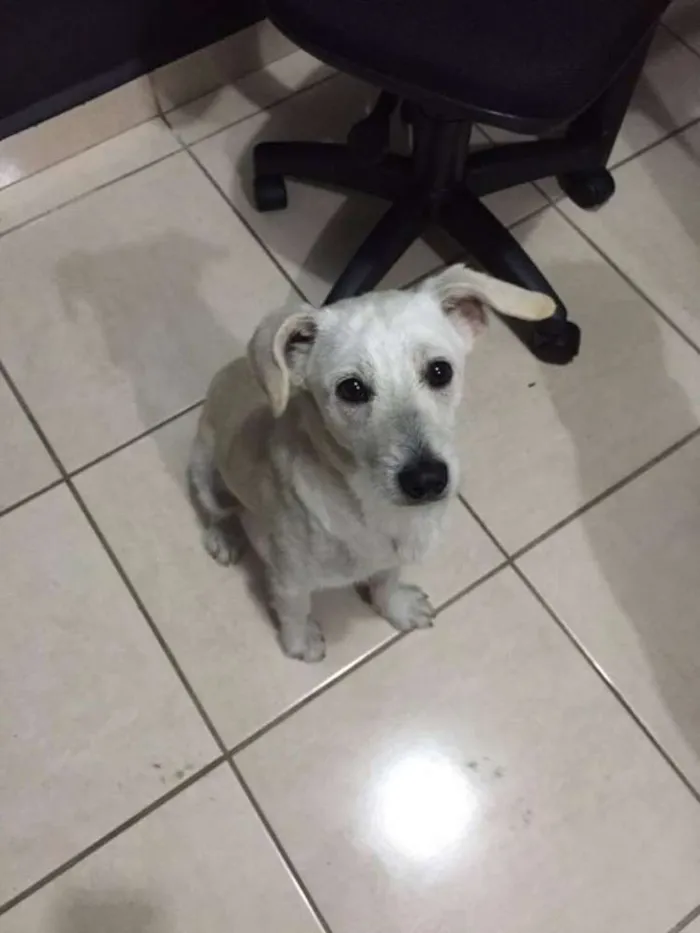 Cachorro ra a SRD idade 1 ano nome Coragem, 11 meses