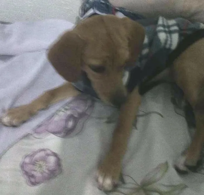 Cachorro ra a Mix Basset idade 2 a 6 meses nome Mel